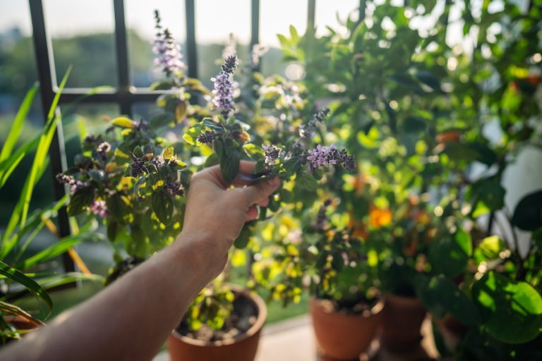 Growing herbs garden at home for cooking Asian cuisine