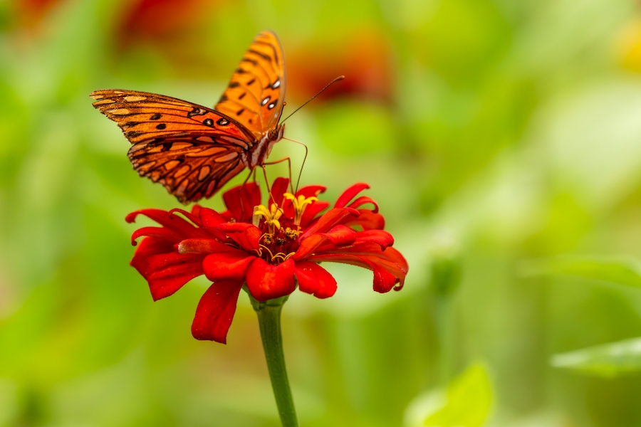 Gulf Fritillary Butterfly feeding on a zinnia flower, spring landscaping tips 2026 copy