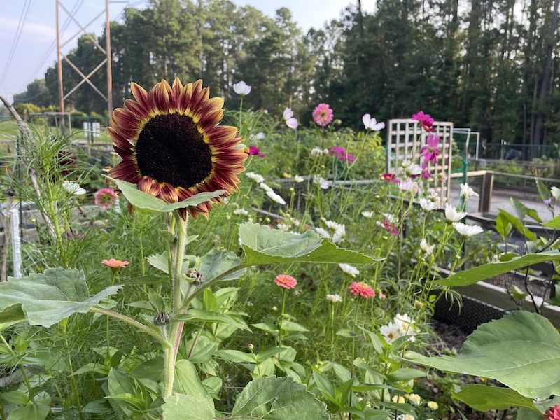 Helena Hills Farm Hardeeville flowers