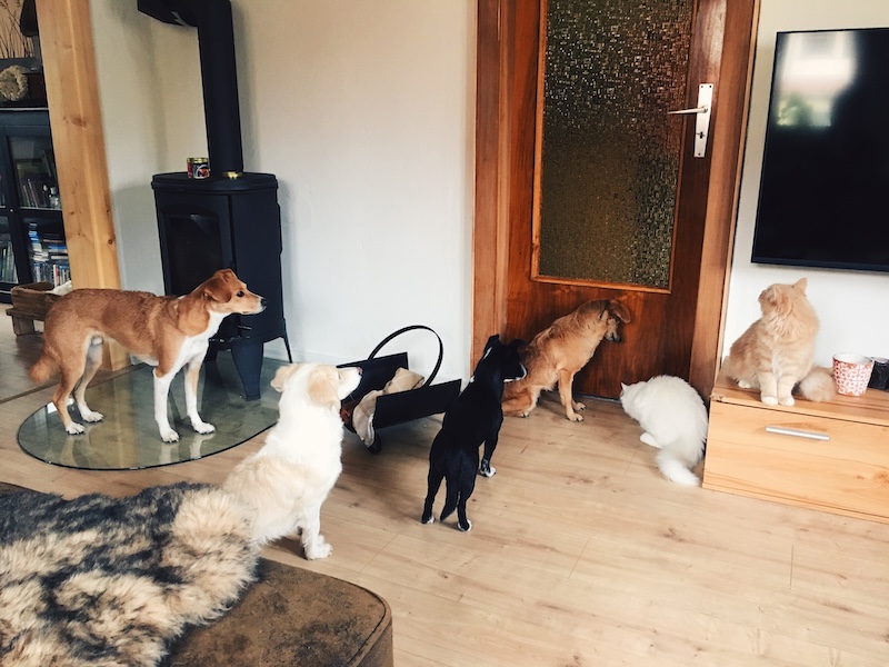 Waiting For Food. Sobald sich die Tür öffnet, stürmen sie los.