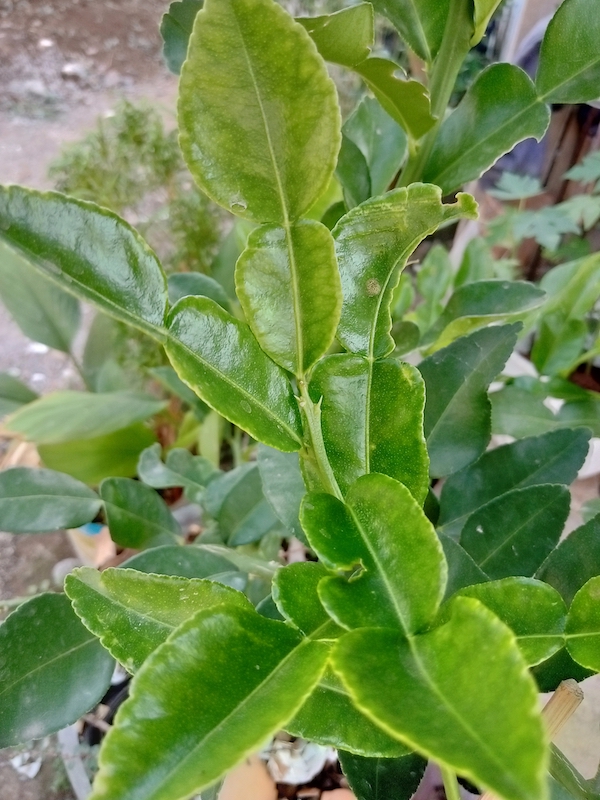 Kaffir lime herb garden for Asian cooking at home