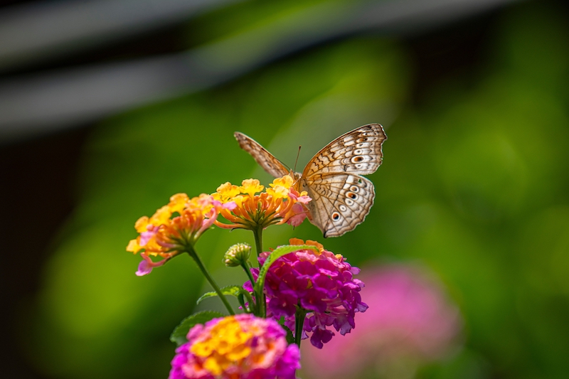 Lantana pollinator-friendly garden spring 2026