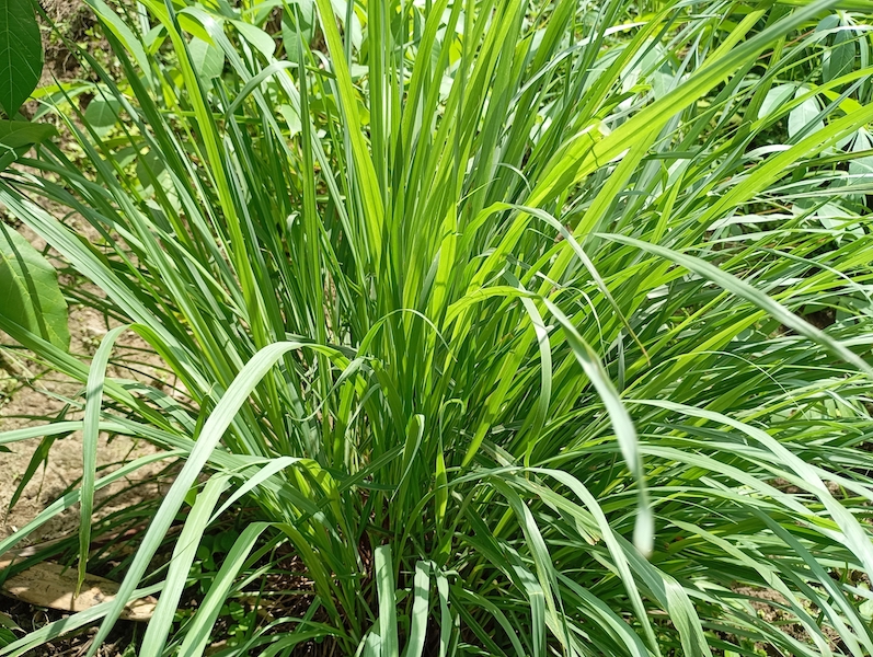 Lemongrass herb garden for Asian cooking at home