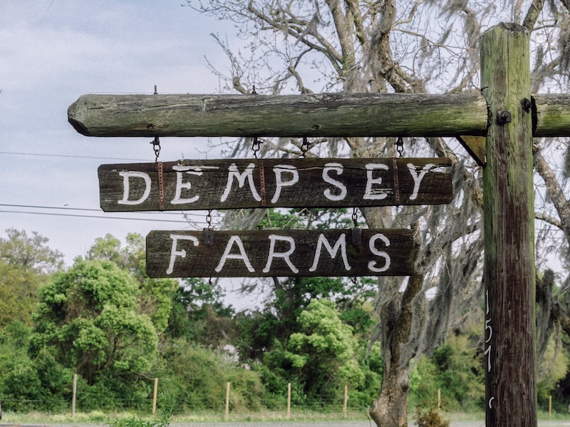 u-pick strawberries St Helena Island SC - St. Helena Island
