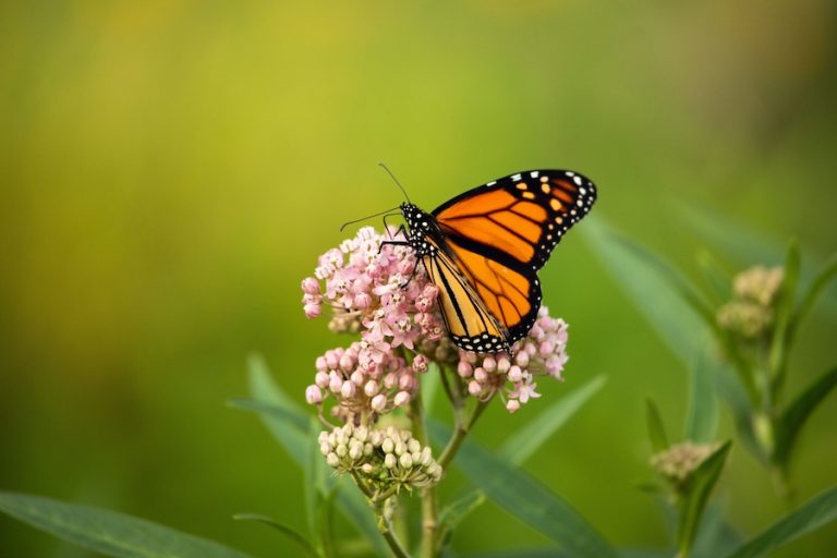 Monach butterfly on milkweed plant in pollinator-friendly garden spring 2026 garden