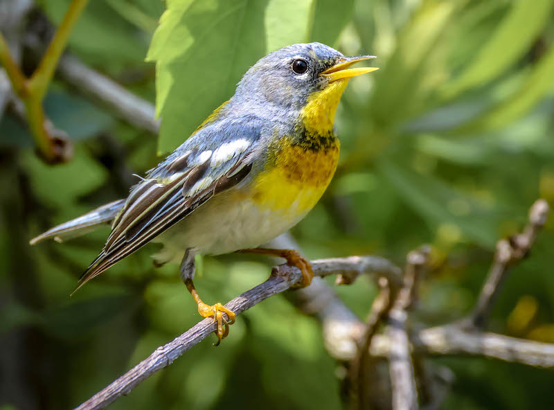 Northern parula Lowcountry Hilton Head Island spring migration birdwatching