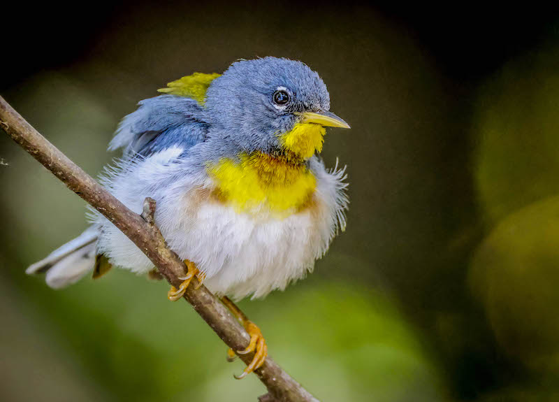 Northern parula on branch Lowcountry Hilton Head Island spring migration birdwatching