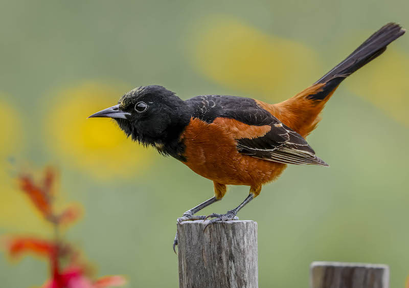 Orchard Oriole Lowcountry Hilton Head Island spring migration birdwatching