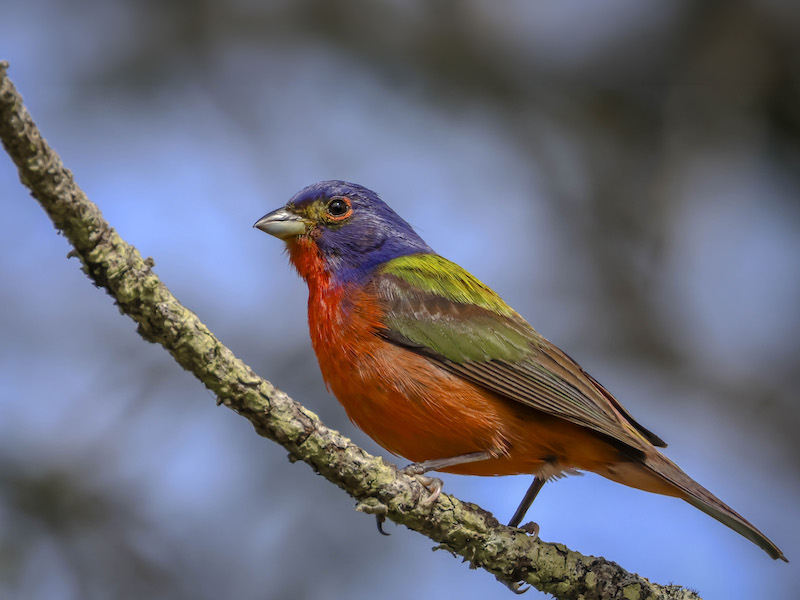 Painted bunting Lowcountry Hilton Head Island spring migration birdwatching