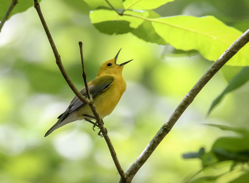 Prothonotary warbler Lowcountry Hilton Head Island spring migration birdwatching