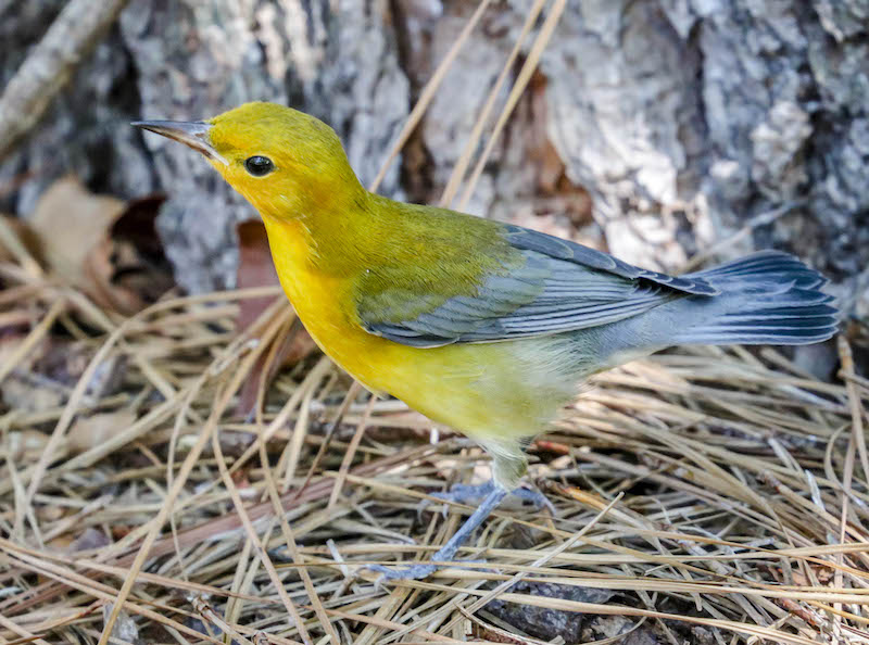 Prothonotary warbler bird Lowcountry Hilton Head Island spring migration birdwatching