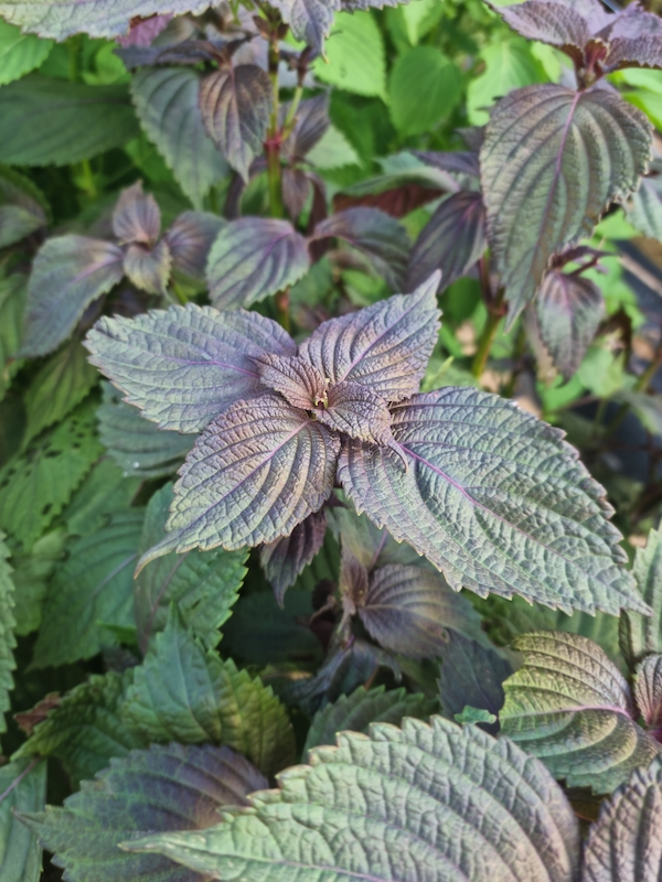 Shiso (Perilla) herb garden for Asian cooking at home