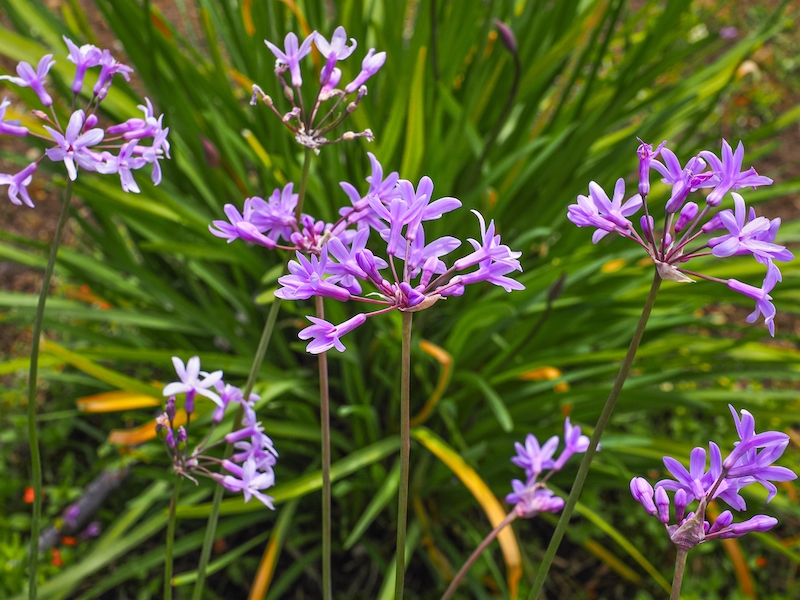 Society garlic deer-resistant plant Lowcountry gardening spring 2026