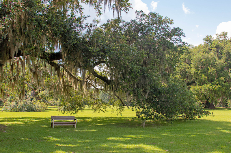 Spring park with bench beneath tree Lowcountry gardening tips spring 2026