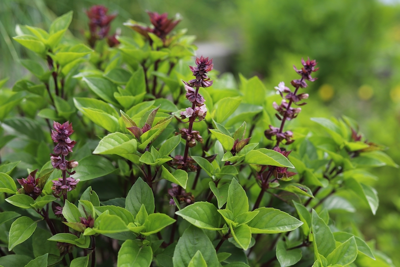 Thai Basil herb garden for Asian cooking at home