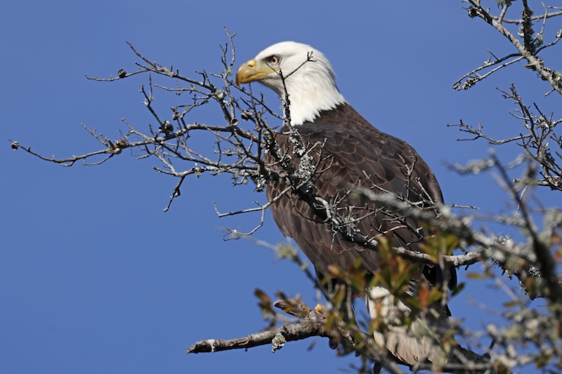 The eagle has landed