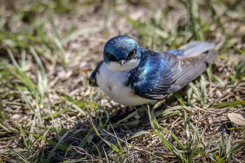 Tree swallow Lowcountry Hilton Head Island spring migration birdwatching