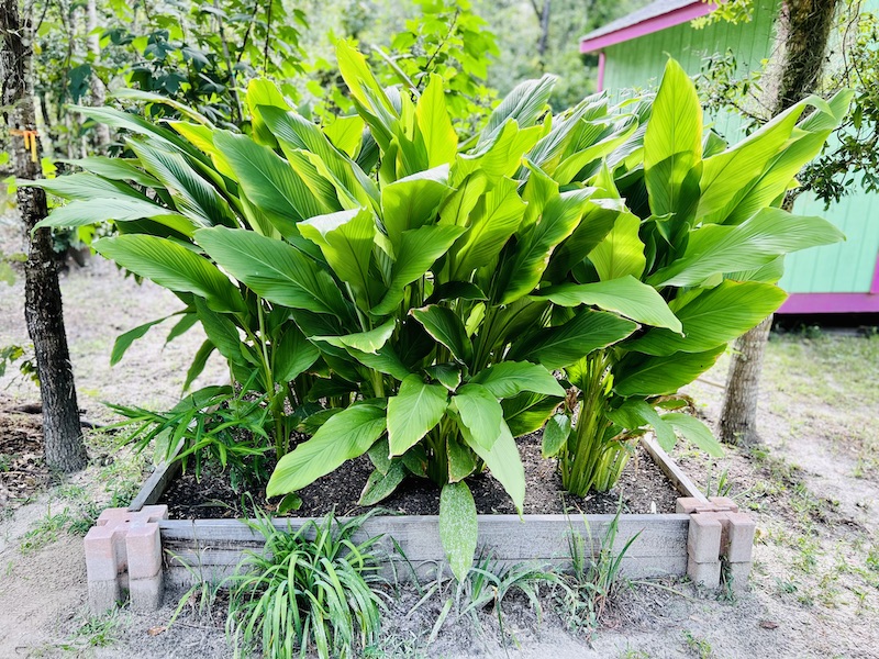 Turmeric herb garden for Asian cooking at home