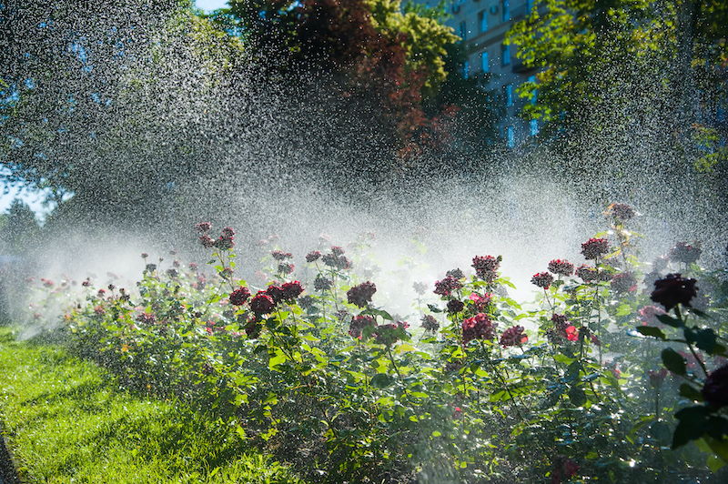 Watering garden in early march Lowcountry gardening tips spring 2026