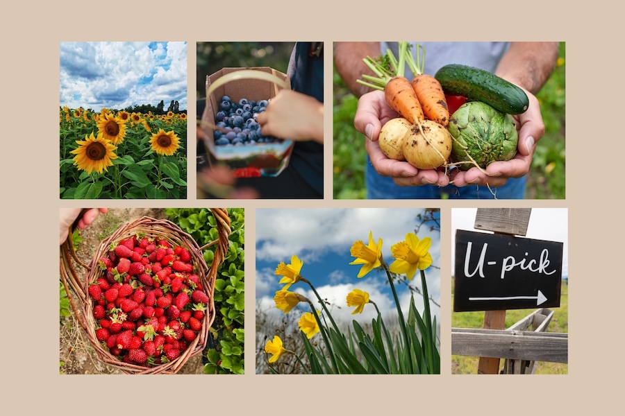 U-Pick Farms - Strawberries, blueberries, vegetables and sunflowers