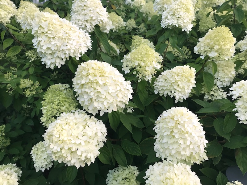 Flowers Hydrangeas form white caps. A beautiful ornamental garden plant.
