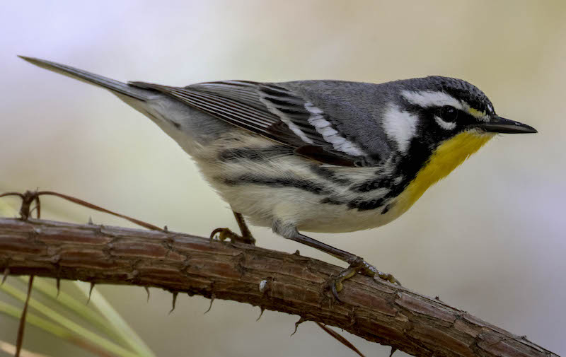 Yellow throat-ed warbler on branch Lowcountry Hilton Head Island spring migration birdwatching