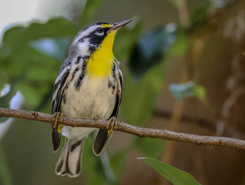 yellow-throated warbler perch Lowcountry Hilton Head Island spring migration birdwatching