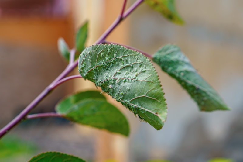 mealybugs crawling on plant DIY insecticide solution spring gardening tips 2026