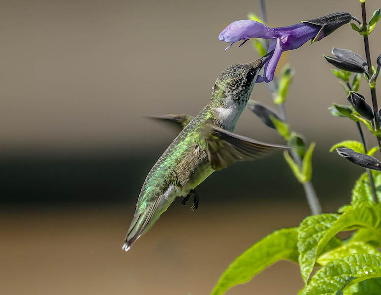 ruby-throated hummingbird Lowcountry Hilton Head Island spring migration birdwatching flower