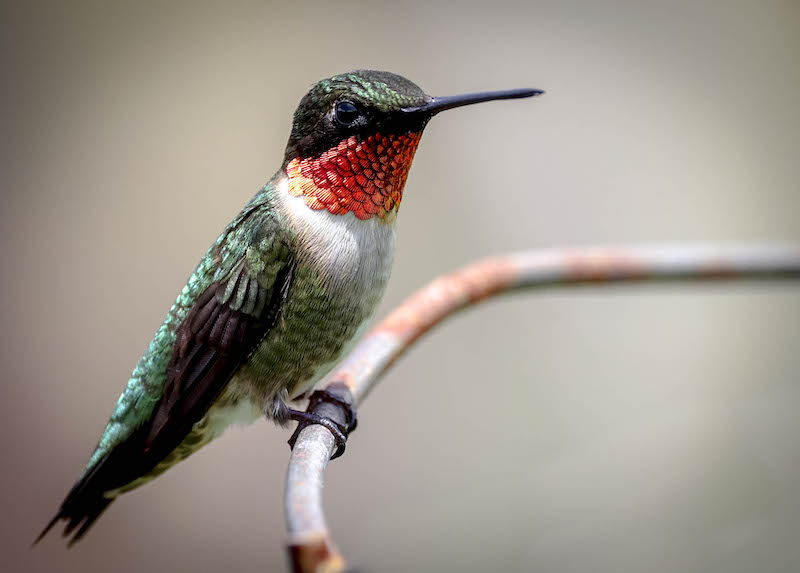 ruby-throated hummingbird Lowcountry Hilton Head Island spring migration birdwatching