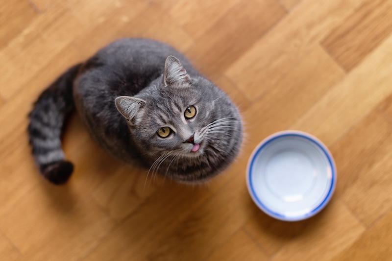 Cat sitting on kitchen floor, begging for food. Hungry cat wants to eat, top view. A kitten and an empty bowl. Hungry cat sits near an empty bowl and silently asks for food.