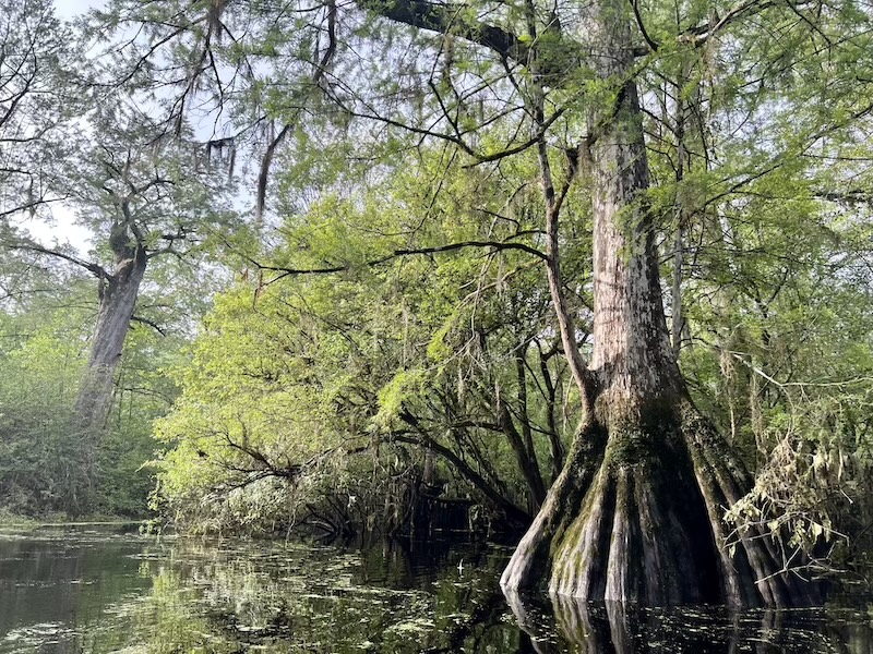 Ebenezer Creek (Georgia)
