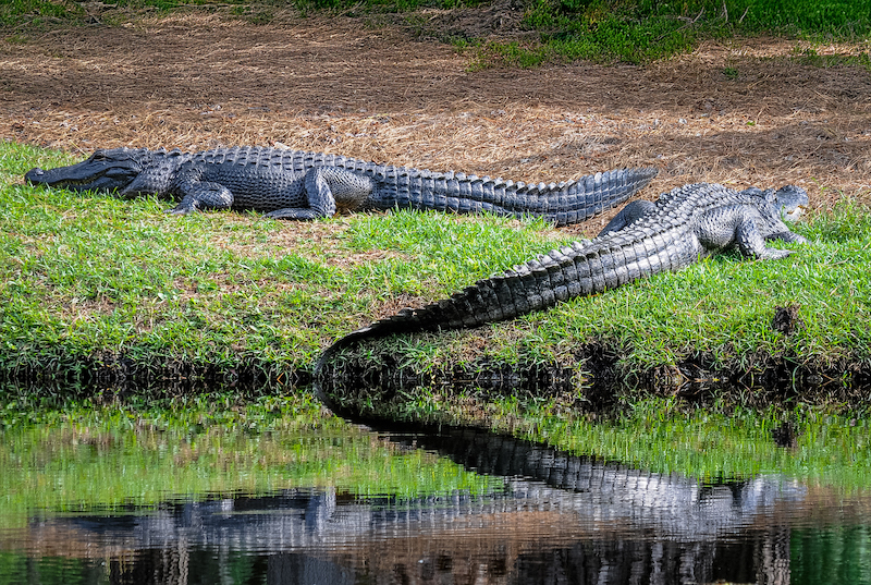 Alligators resting in sun on Lowcountry pond bank by Arno Dimmling