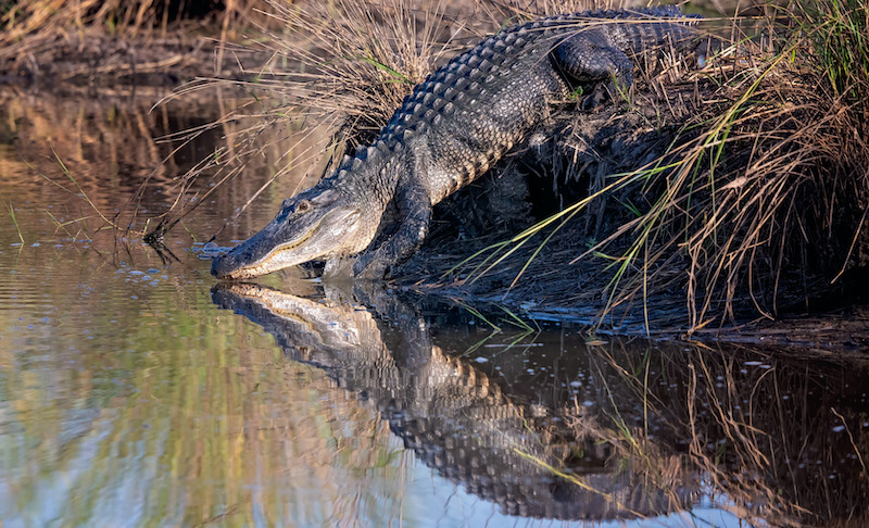 American alligator by Beaufort South Carolina wildlife photographer Dr. Jeff Kramer