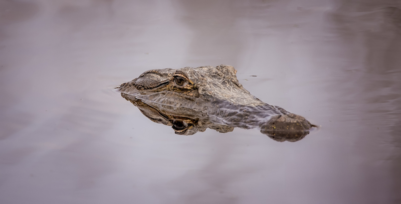 American alligator by Jeff Kramer in Lowcountry Hilton Head Bluffton Beaufort waterways