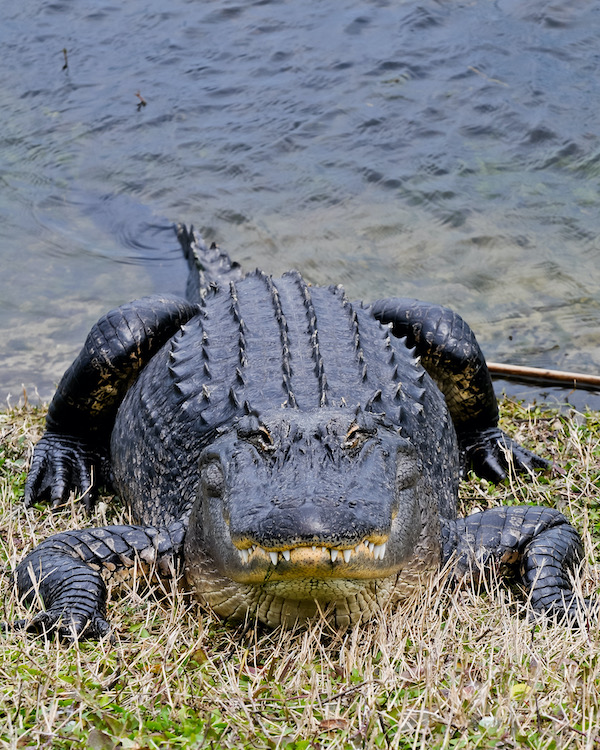 American alligator facing camera Lowcountry pond bank Hilton Head Island by Arno Dimmling