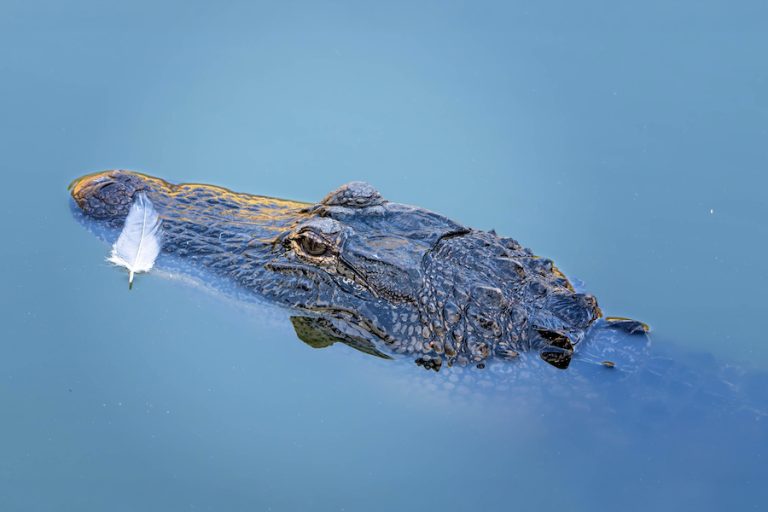 American alligator in Lowcountry waters by Jeff Kramer photography