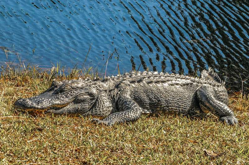 American alligator resting in sun absorbing heat in Lowcountry Hilton Head Island by Arno Dimmling