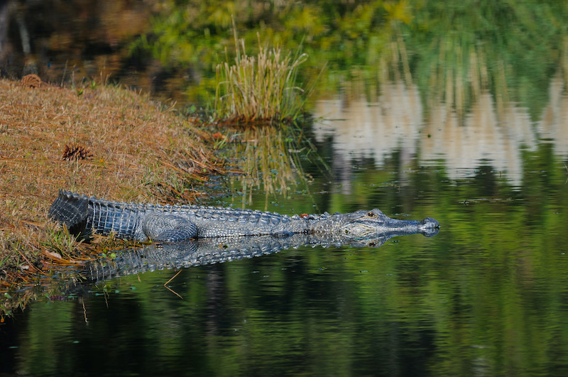 American alligator wading into pond Lowcountry Hilton Head Bluffton Beaufort by Arno Dimmling
