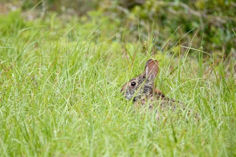 April 2026 Lowcountry Almanac bunny marsh rabbit hiding in Pinckney Island National Wildlife Refuge by Chris Klonowski