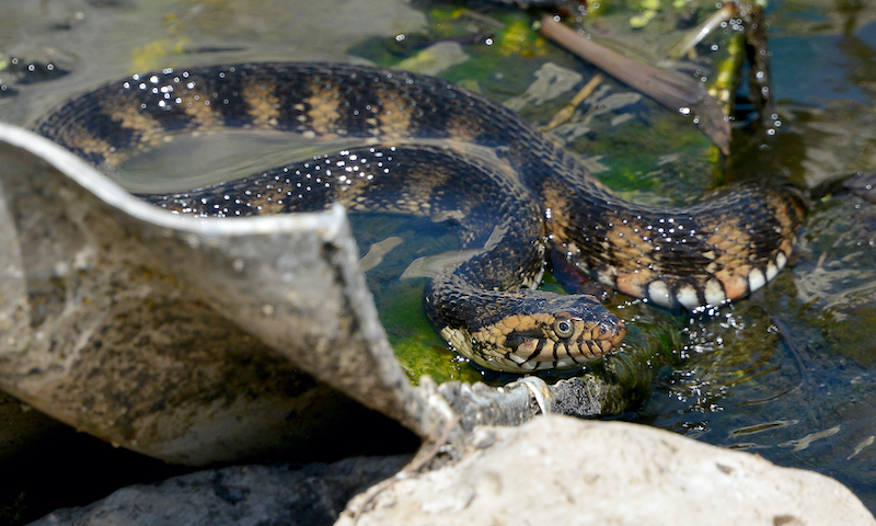 Banded water snake Hilton Head Bluffton Beaufort wildlife