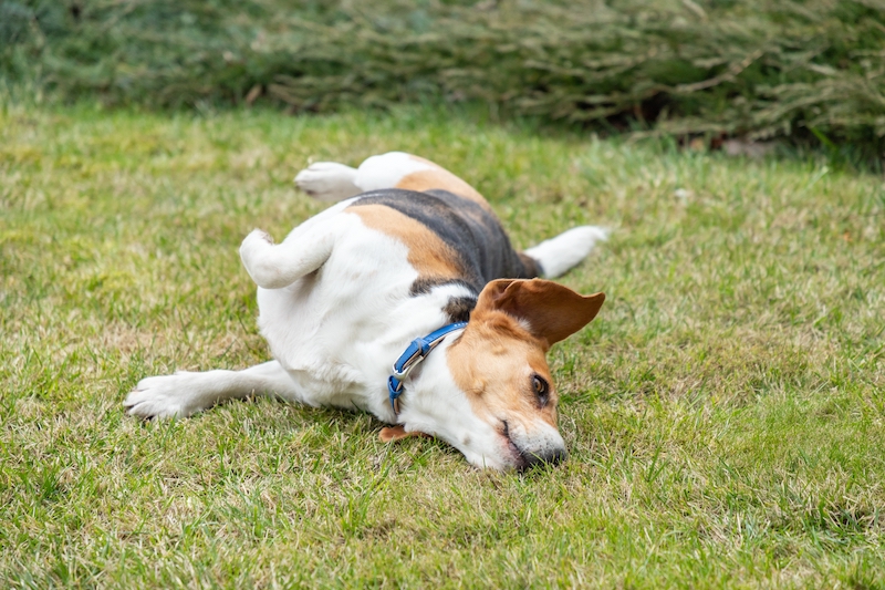 Beagle rolling around in grass