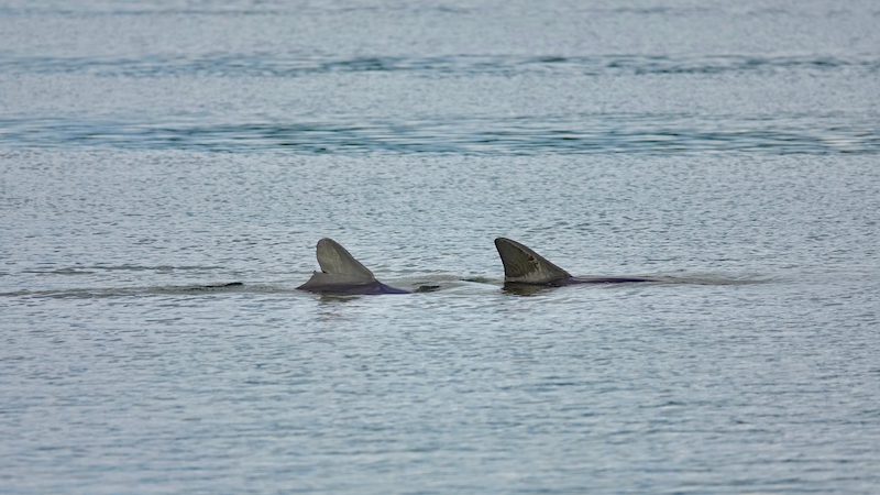 Bottlenose dolphins fins out of water in Broad Creek Hilton Head Island