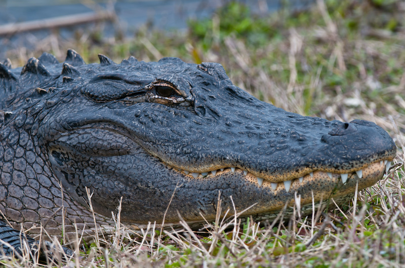 Close-up of American alligator in Lowcountry pond by Arno Dimmling