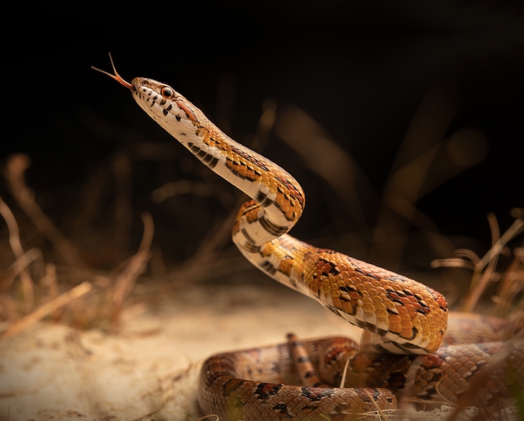 Corn snake Hilton Head Bluffton Beaufort wildlife