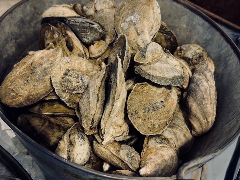Cultured vs. wild oysters