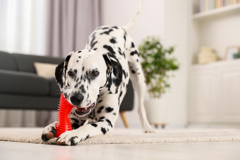 Dalmatian playing with toy