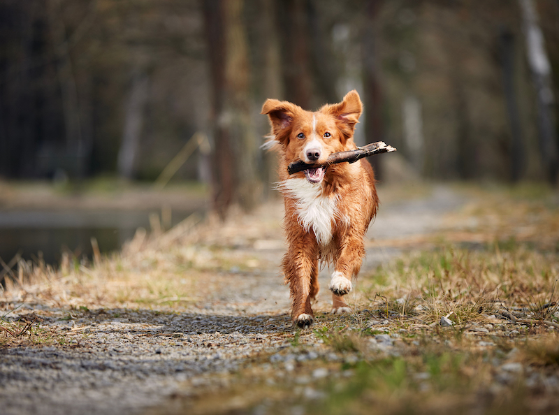 Dog carrying stick in backyard