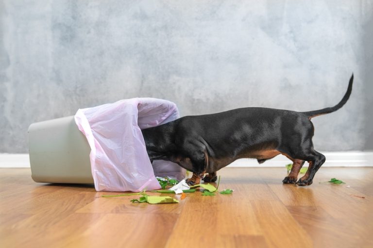 Dog instincts guided by ancient behaviors dachshud digging in trash