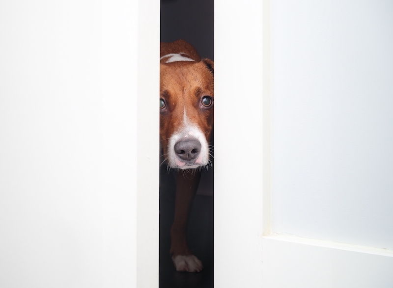 Dog peering behind door following owner